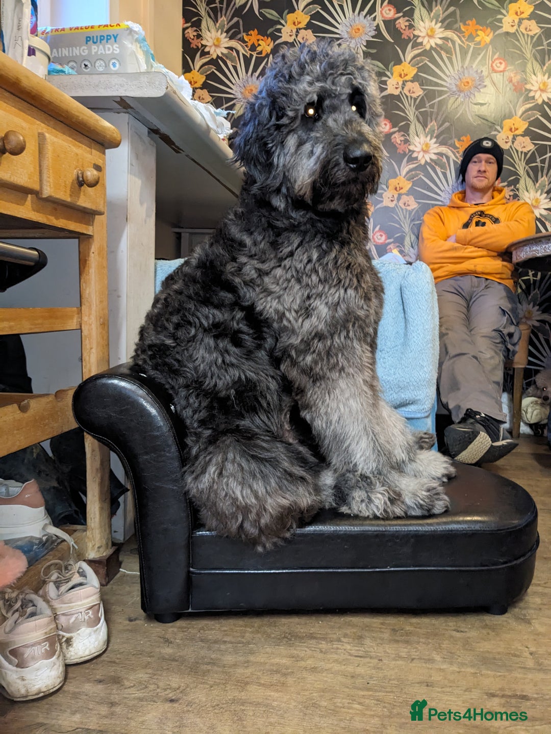 Goldendoodle dogs for stud: Frankie doodle for stud only.   - Image 7