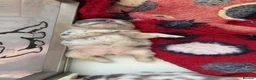 French Bulldog dogs for sale: Fluffy to fluffy  - Advert 9