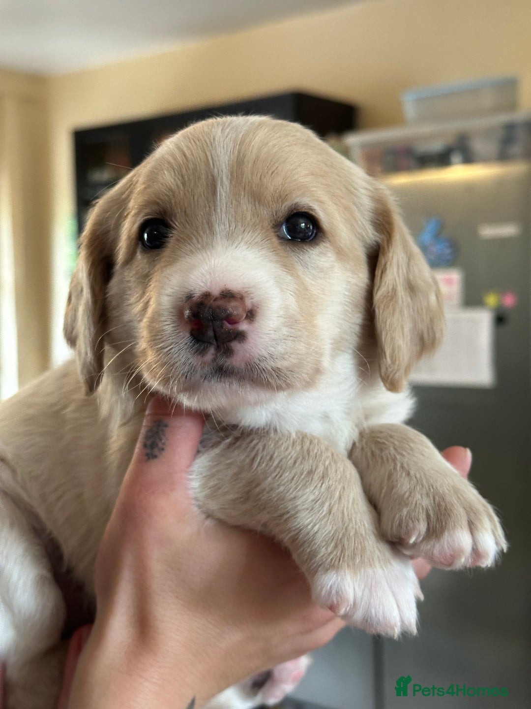 Labradoodle dogs for sale: Beautiful 50/50 British x Australian Labradoodles in Knighton - Image 1