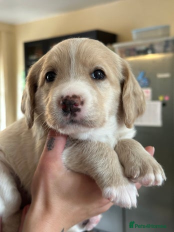 Labradoodle dogs in Knighton - Advert 1