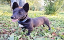 Mixed Breed dogs for adoption: LIA ( mixed breed)  - Advert 3