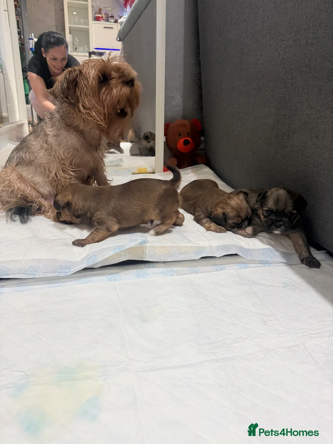Shorkie dogs for sale: Adorable Yorkshire terrier and Shih Tzu Puppies in Romford - Advert 2