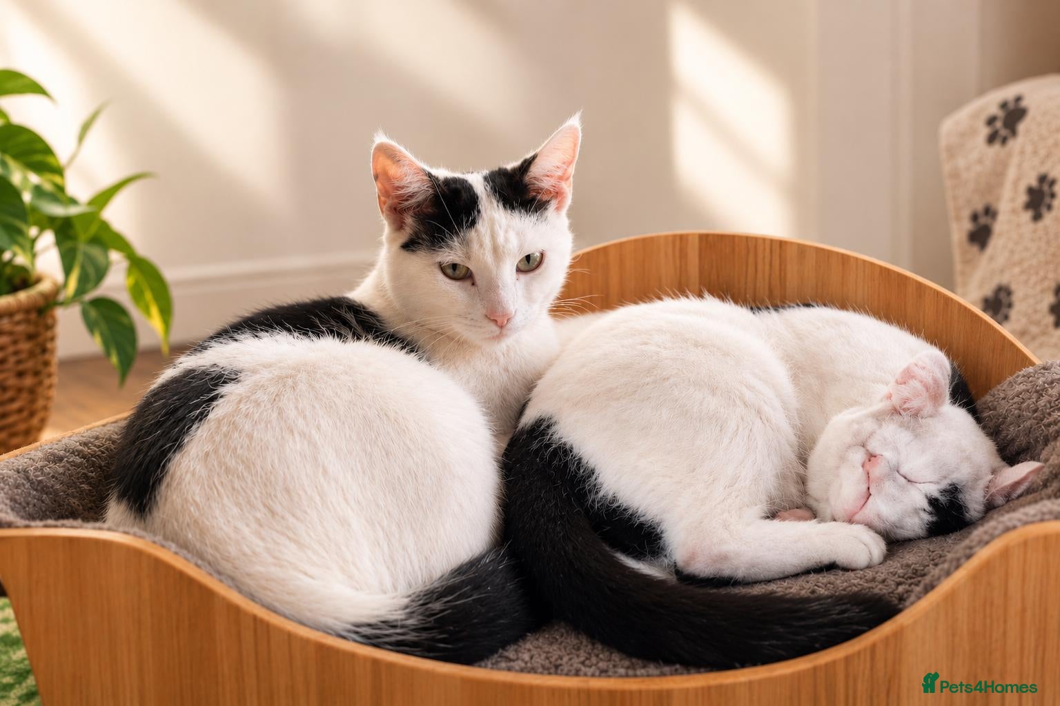Mixed Breed cats 🐾 Tina & Nina — Pair of Beautiful Ragdoll-Cross  - Advert 1