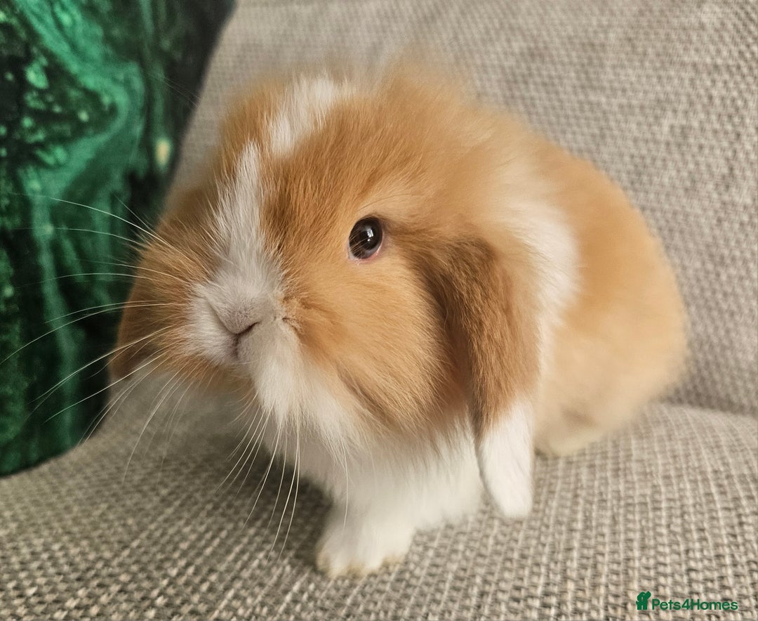 Mixed Breed rabbits for sale: 3 baby rabbits for sale  - Image 2