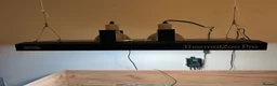 Hermann Tortoise reptiles for sale: Hermann tortoise and table  - Advert 6