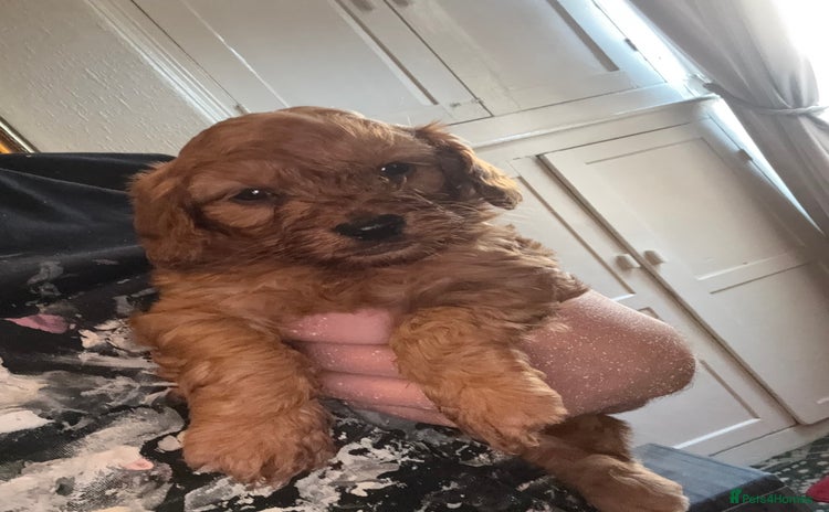 Cockapoo dogs - Advert 1