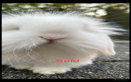 Mini Lion Lop rabbits for sale: Unique Bunnies  - Image 9