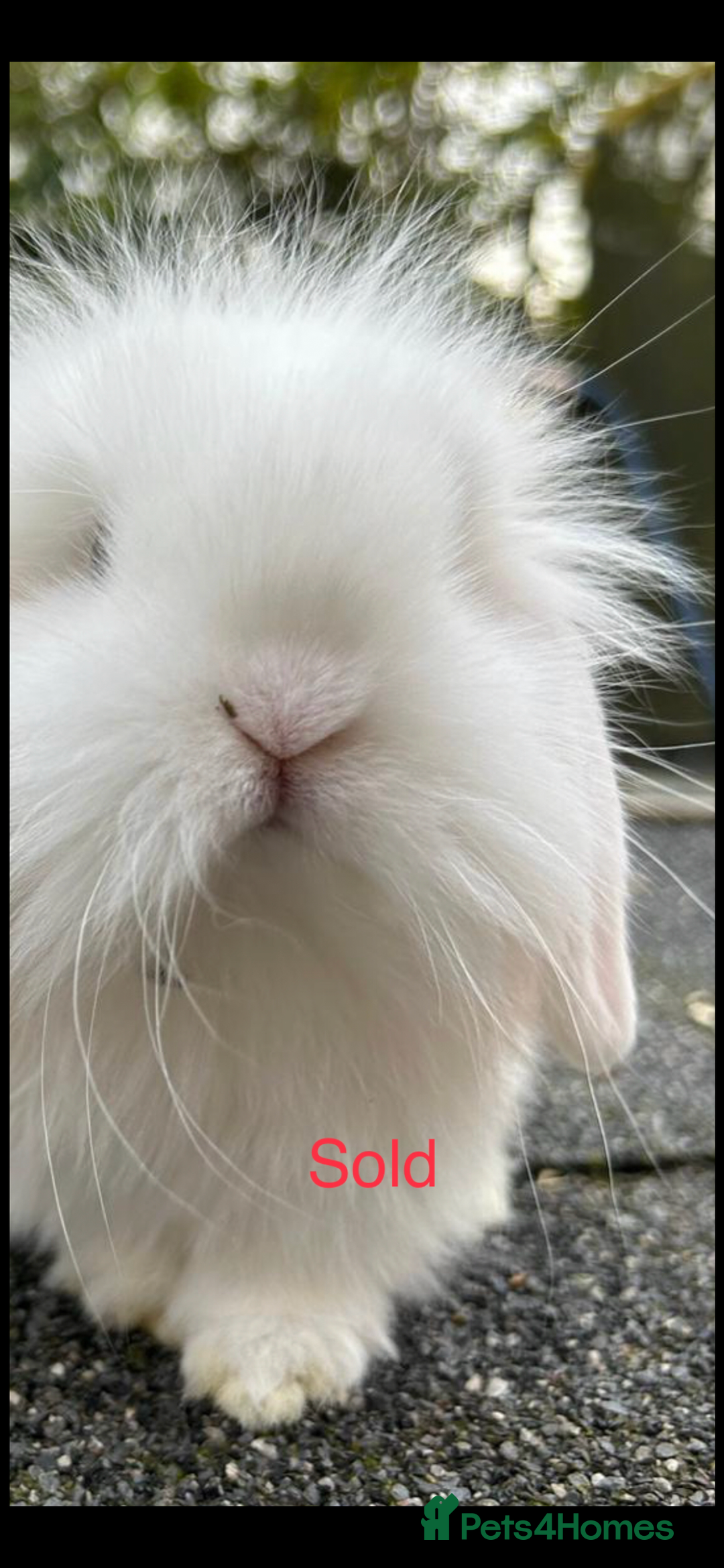 Mini Lion Lop rabbits for sale: Unique Bunnies  - Image 9