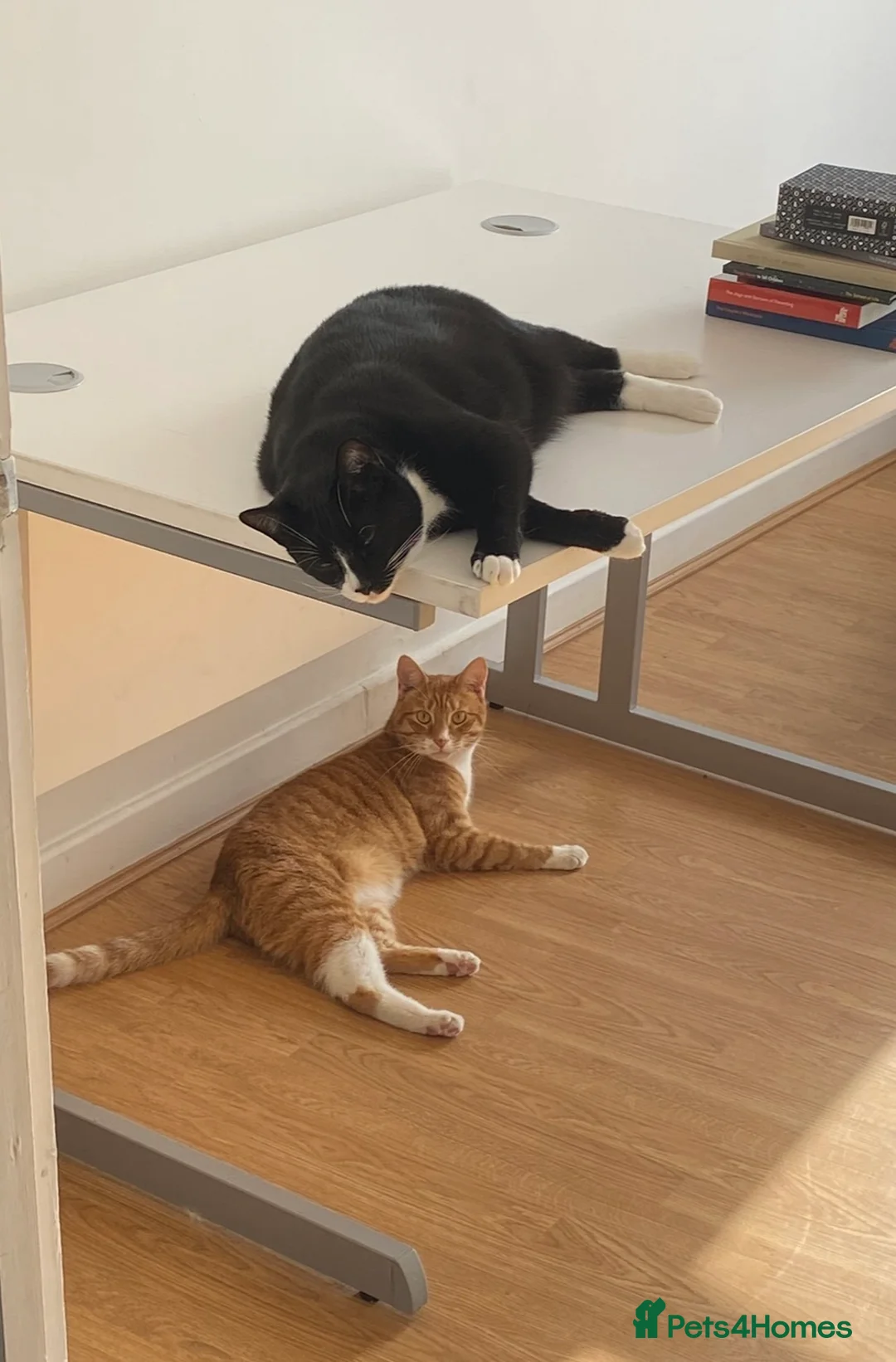 Domestic Shorthair cats for sale: Brother cats for sale - Advert 2