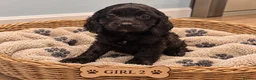 Cavapoo dogs for sale: 🐾🤍 STUNNING F1 CAVAPOO PUPPIES – READY NOW! 🤍🐾 - Advert 16