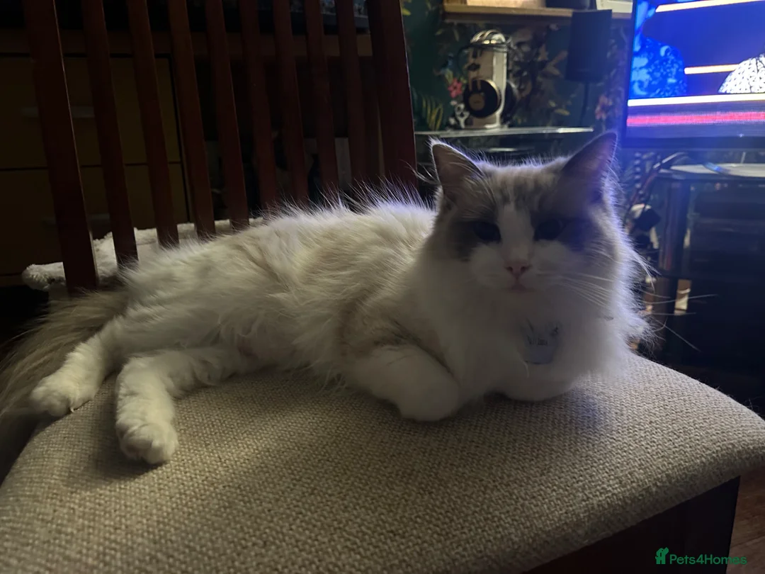 Ragdoll cats for sale: Julie in Bonnybridge - Advert 1