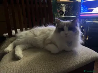 Ragdoll cats Julie - Advert 4