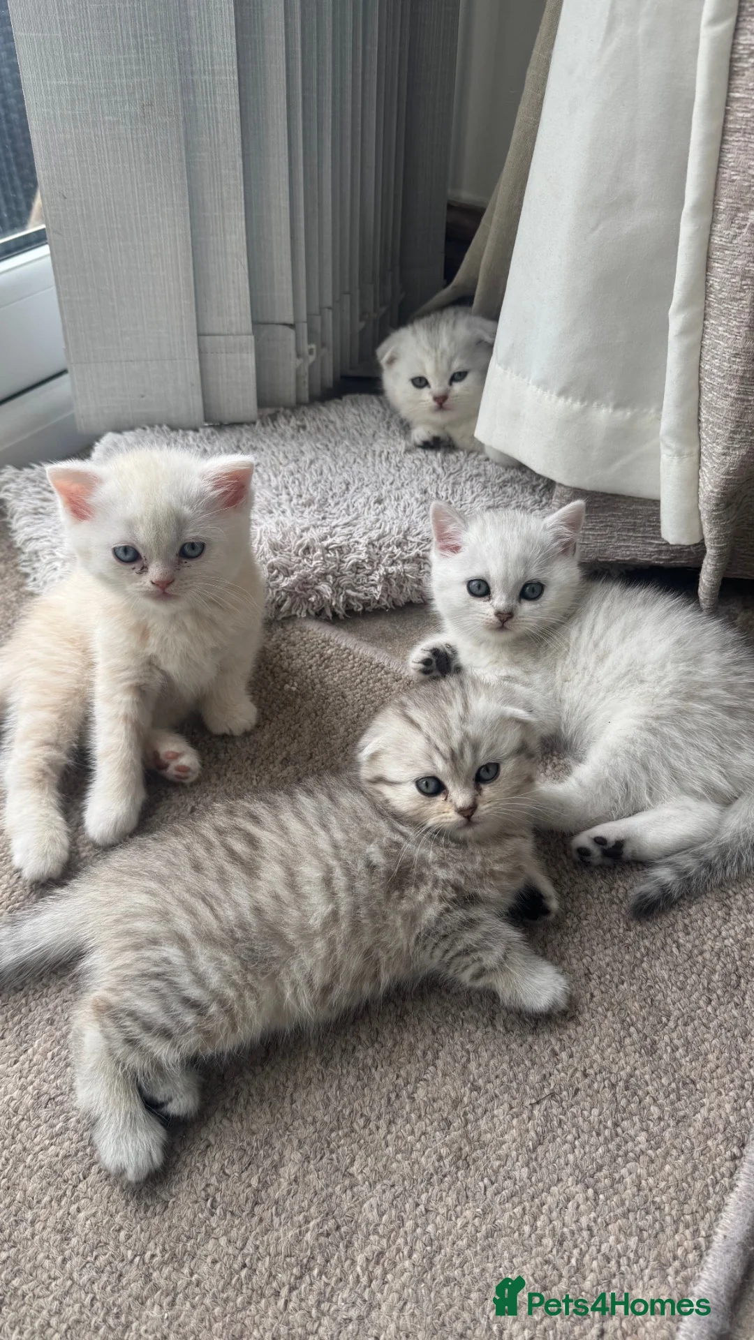 Mixed Breed cats for sale: Kittens for sale - Advert 2