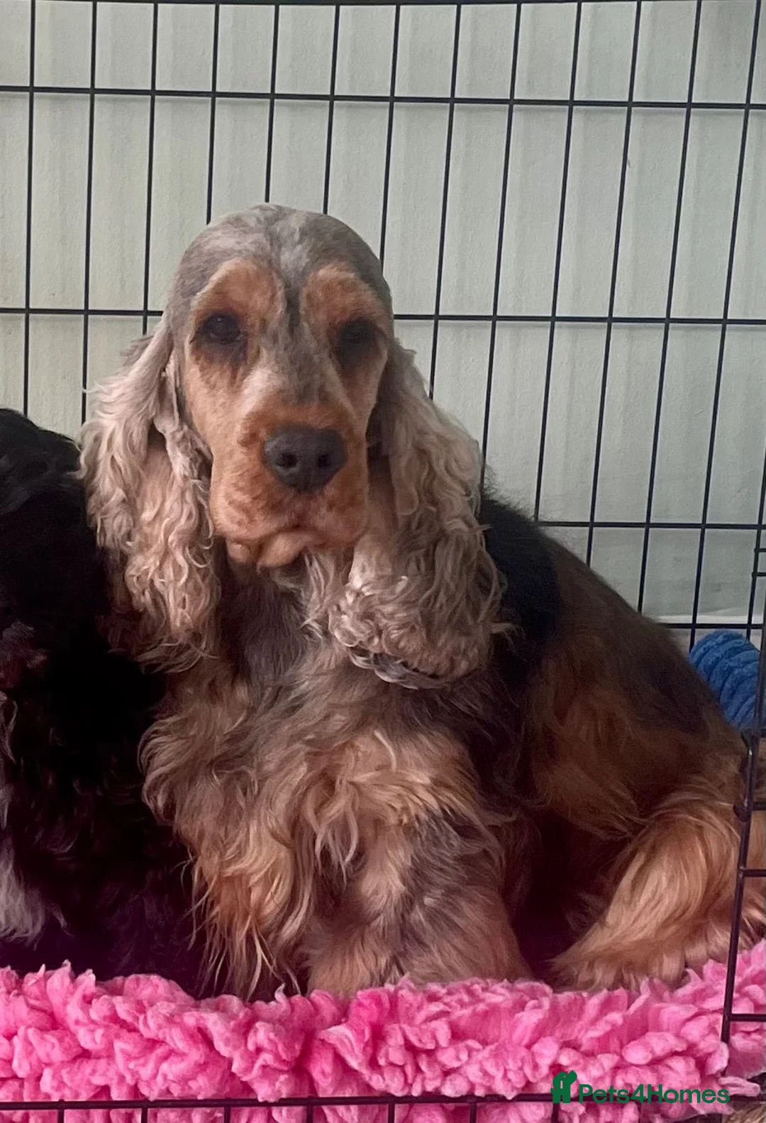 Cocker Spaniel dogs for sale: Gorgeous Show Cocker Girl  - Advert 2