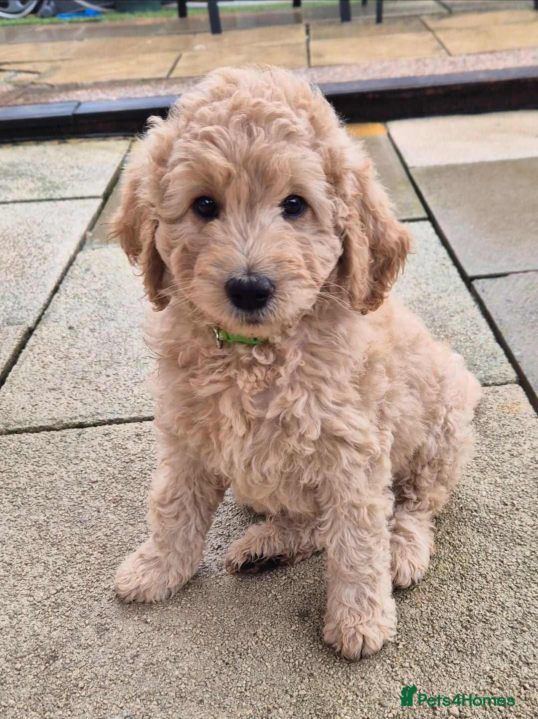 Labradoodle dogs Multi generation miniature Labradoodle - Advert 2