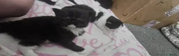 Mixed Breed cats for sale: 2 sets of part ragdoll kittens - Advert 11