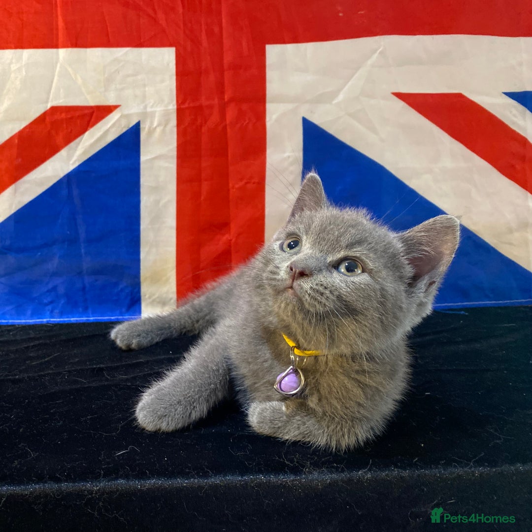 British Shorthair cats for sale: 7 Chunky British Blue Shorthair Kittens for Sale - Image 4