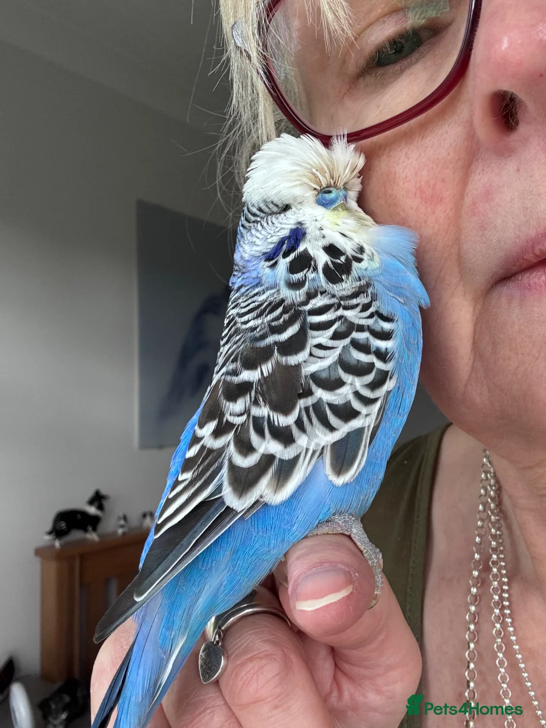 Budgerigars birds for sale: Silly Tame Hand Reared Exhibition Budgie  - Advert 1