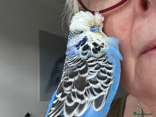 Budgerigars birds Silly Tame Hand Reared Exhibition Budgie - Advert 1