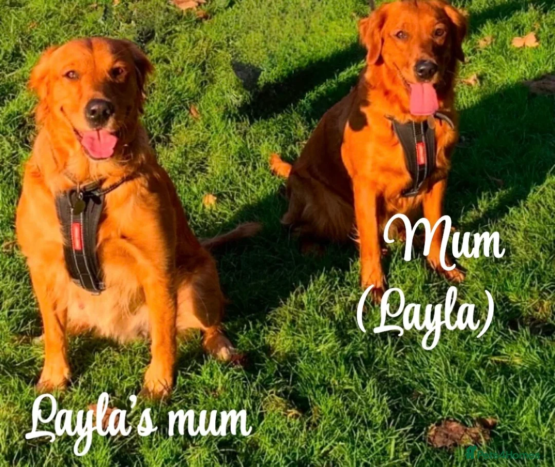 Golden Retriever dogs for sale: Dark Golden Retriever Puppies Health-Tested  - Advert 10