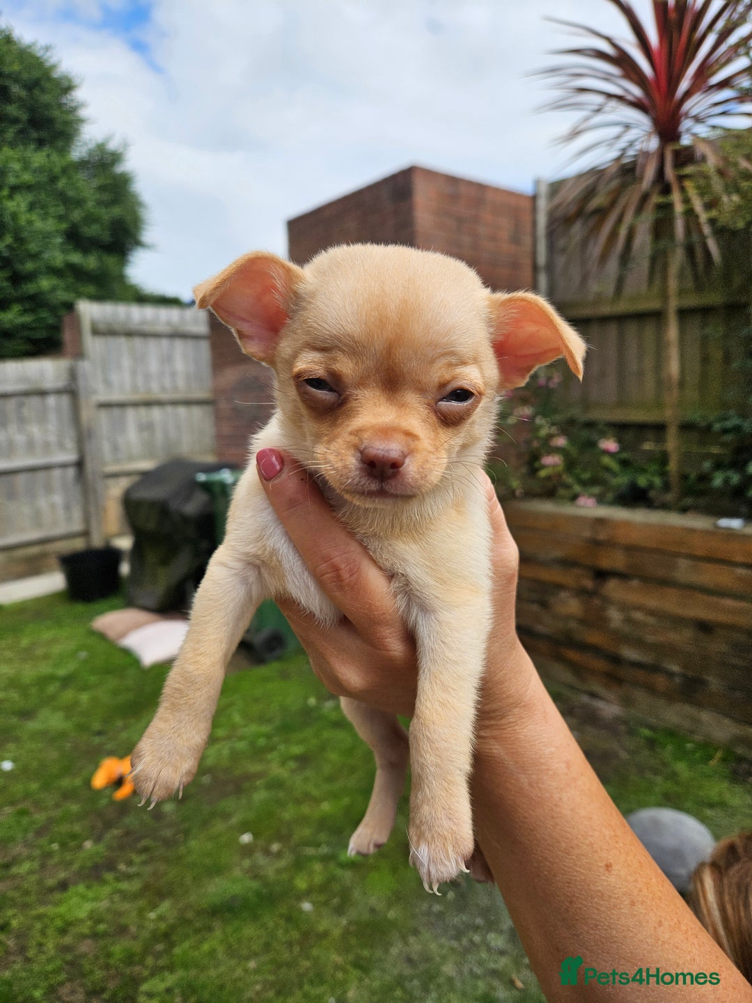 Chihuahua dogs for sale: Beautiful chihuahua for sale - Image 15
