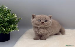 British Shorthair cats for sale: PEDIGREE REGISTERED CHUNKY BRITISH SHORTHAIRS  - Image 7