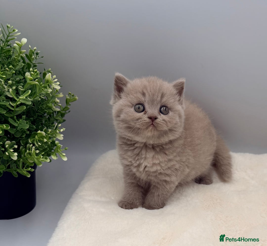 British Shorthair cats for sale: PEDIGREE REGISTERED CHUNKY BRITISH SHORTHAIRS  - Image 7