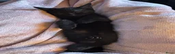 Mixed Breed cats for sale: 2 Female Kittens Available in Ipswich - Advert 5