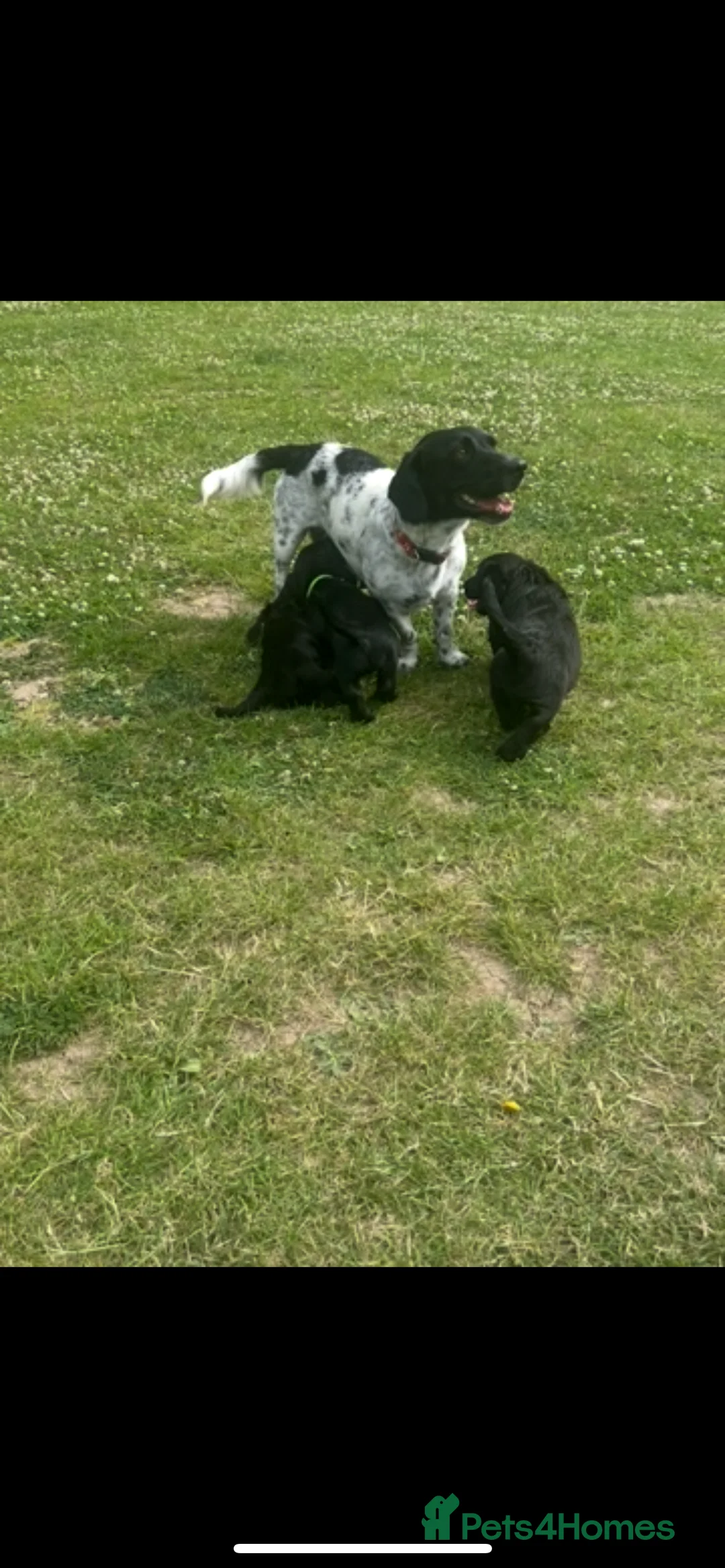 Mixed Breed dogs for sale: Looking for home  - Advert 13