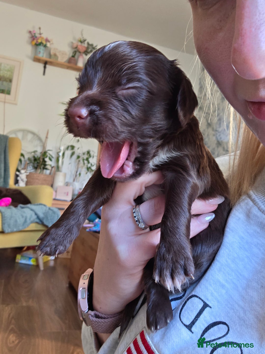 Cocker Spaniel dogs for sale: Beautiful Spaniel pups! - Advert 35