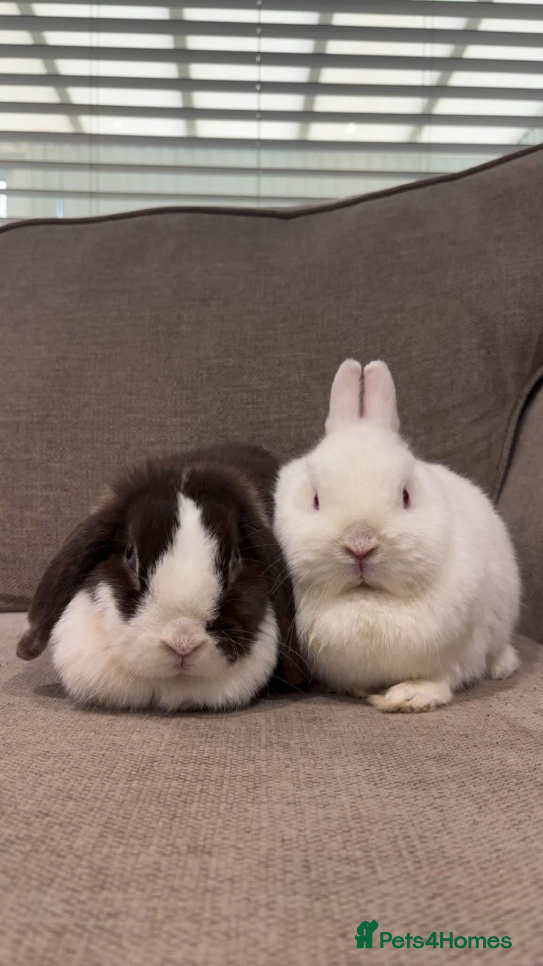 Netherland Dwarf rabbits Autumn and buttercup  - Advert 1