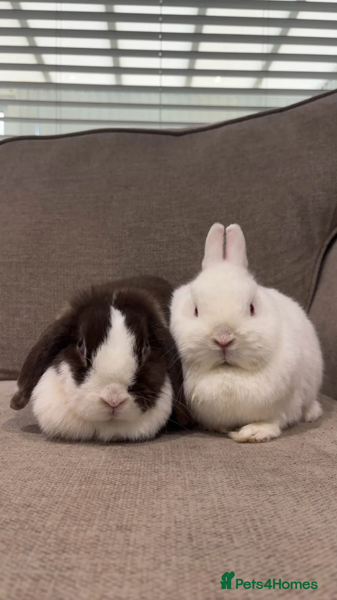 Netherland Dwarf rabbits for sale: Autumn and buttercup  - Advert 1