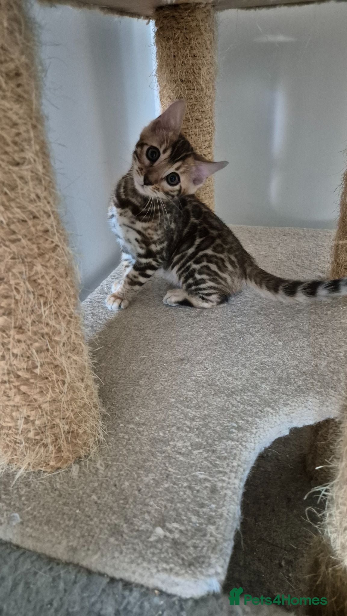 Bengal cats Pure Bred Bengal Kittens - Advert 1