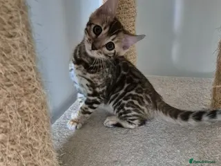 Bengal cats Pure Bred Bengal Kittens - Advert 1
