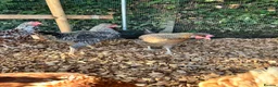 Chickens poultry for sale: 5 hybrid hens for sale  - Advert 7