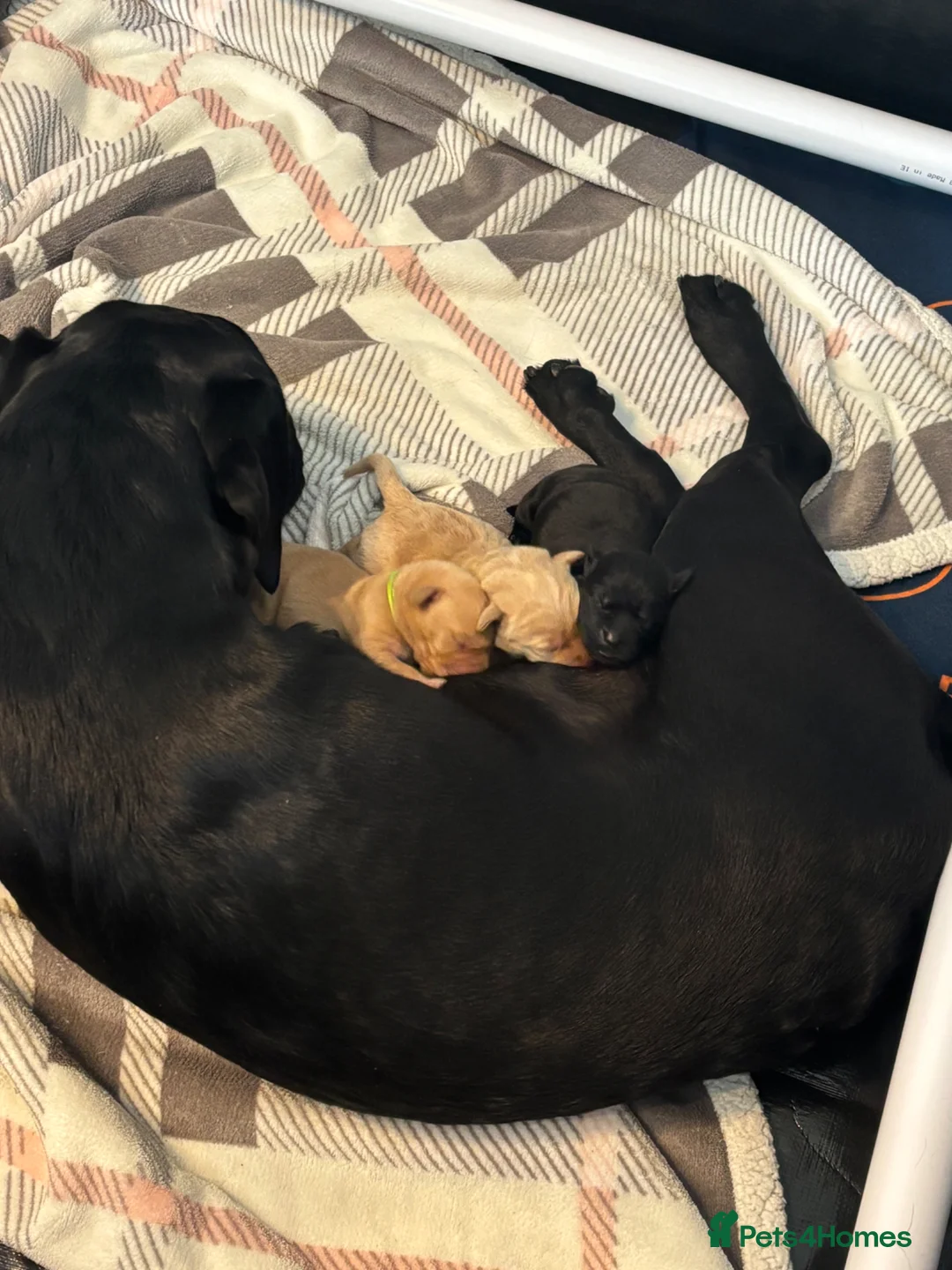 Labrador Retriever dogs for sale: Labrador Retrievers in Wrexham - Advert 2