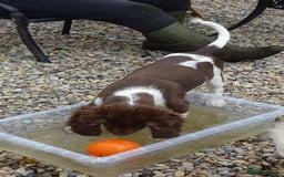 English Springer Spaniel dogs for sale: Two Gorgeous Boy English Springer Spaniel Puppies  - Image 38