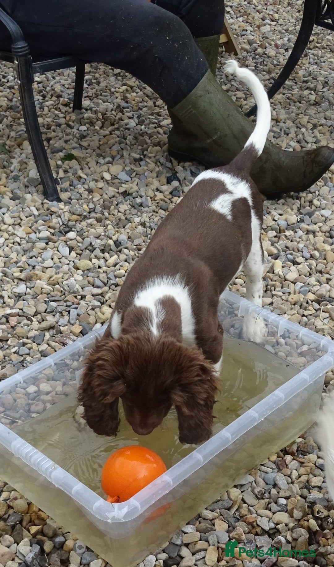 English Springer Spaniel dogs for sale: Two Gorgeous Boy English Springer Spaniel Puppies  - Image 38