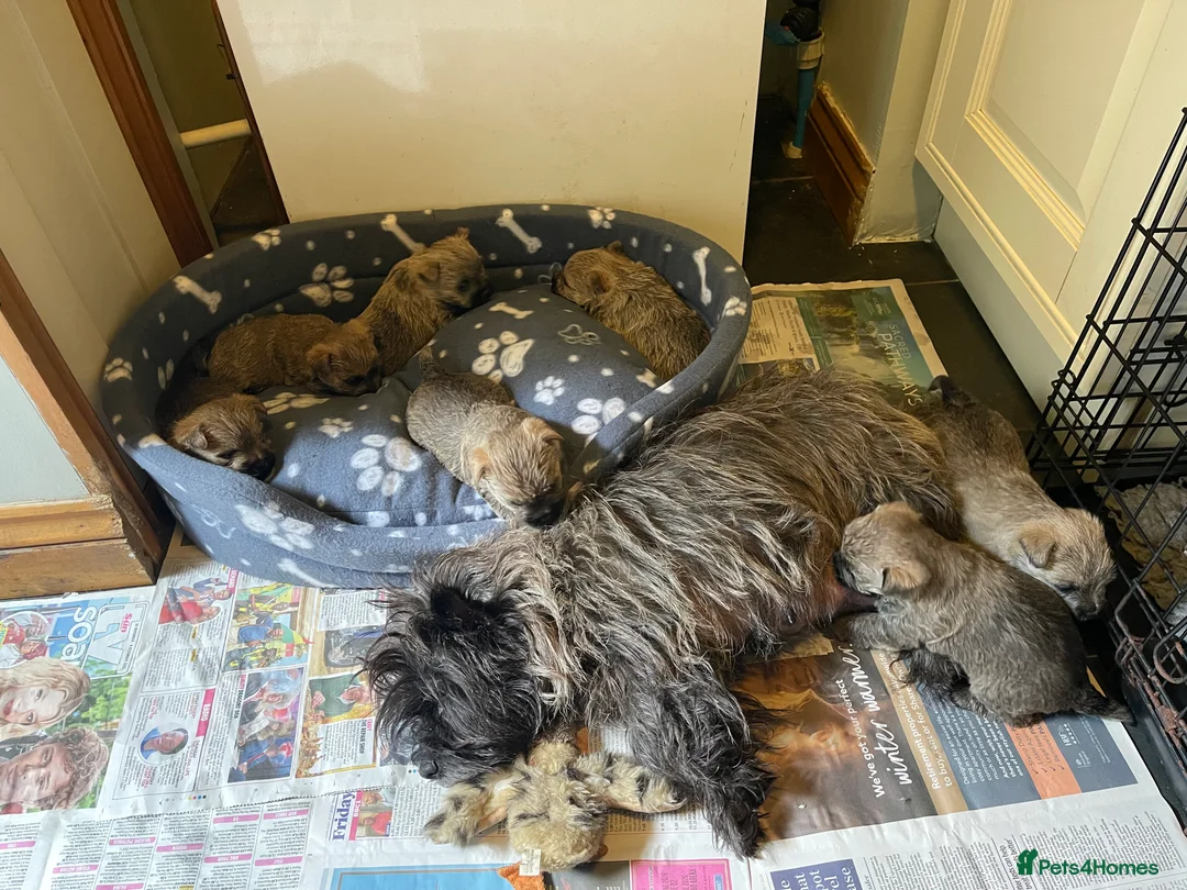 Cairn Terrier dogs for sale: Gorgeous Litter of Cairn Terrier Pups  - Advert 2
