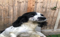 Cocker Spaniel dogs for sale: Cocker spaniel puppy's  - Image 5