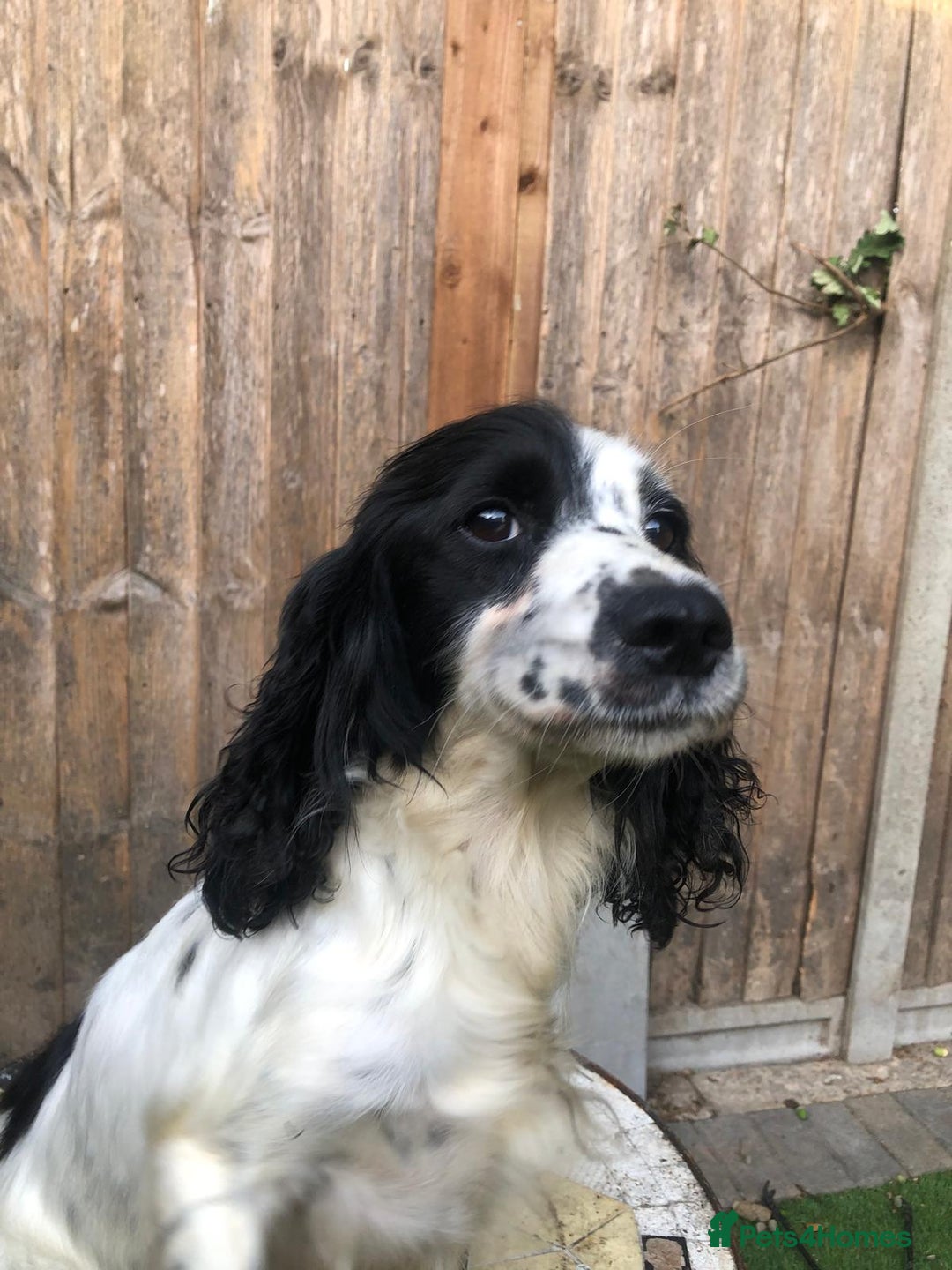 Cocker Spaniel dogs for sale: Cocker spaniel puppy's  - Image 5