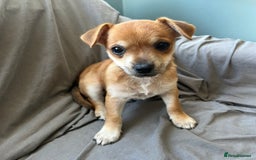 Mixed Breed dogs for sale: Dachshund/ french bulldog - Image 2