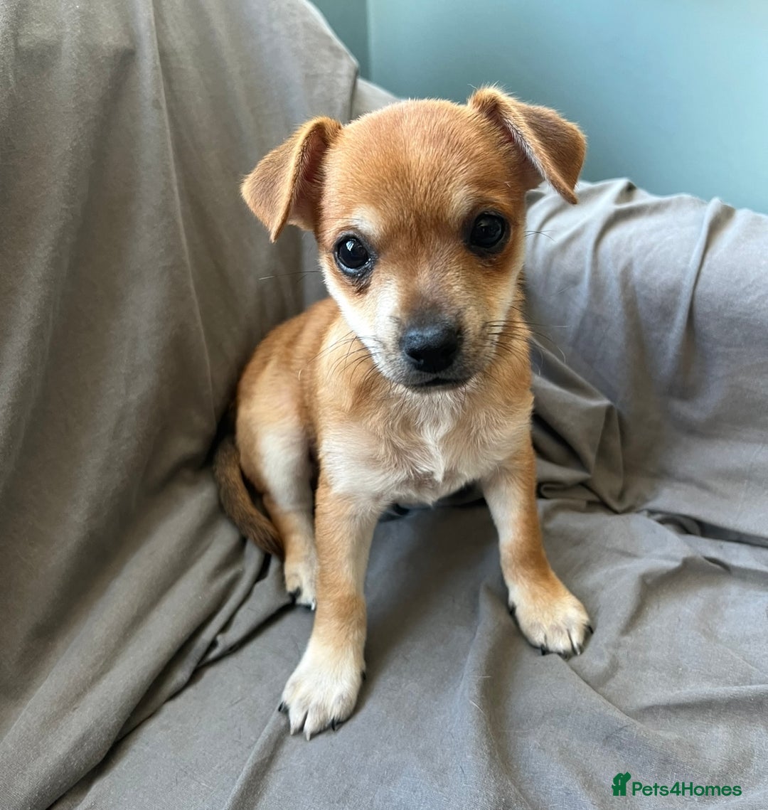 Mixed Breed dogs for sale: Dachshund/ french bulldog - Image 2