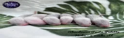 Ferret rodents for sale: Ferret kits  - Advert 2