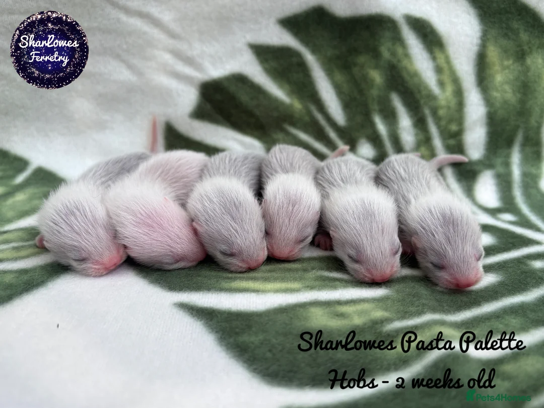Ferret rodents for sale: Ferret kits  - Advert 2