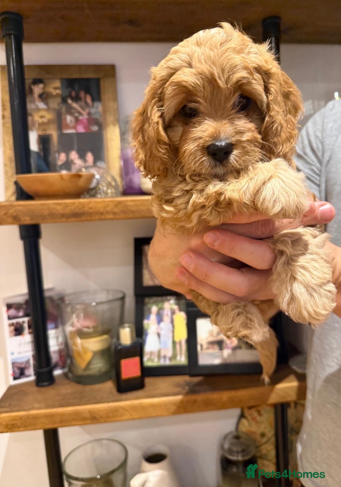 Cavapoo dogs Fully vaccinated💉Redy now,Toy Cavapoo F1 girl🧸  - Advert 11
