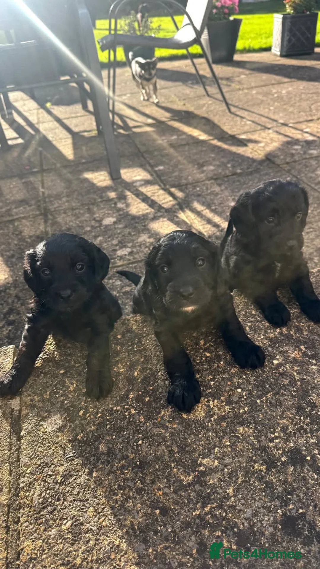 Cocker Spaniel dogs for sale: Beautiful Working Cocker Spaniel Puppies - Advert 1