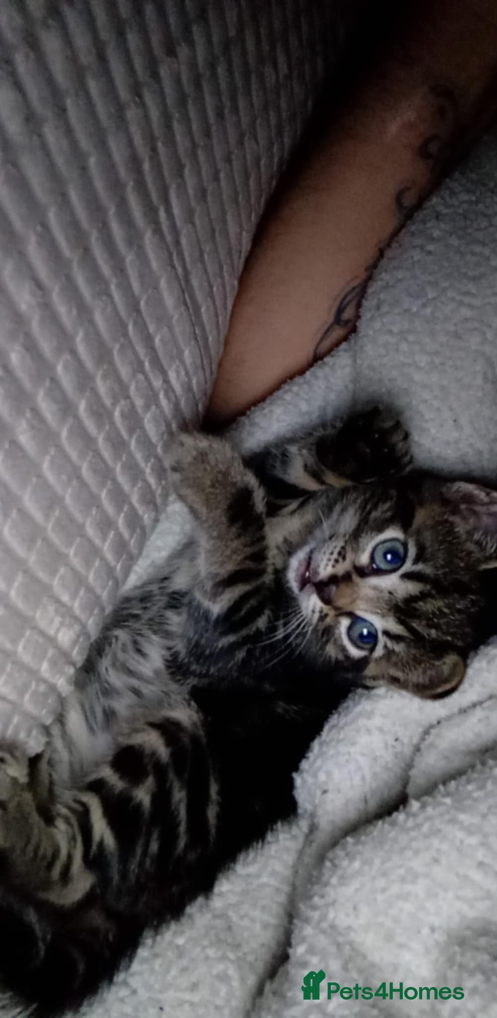 Mixed Breed cats Gorgeous 8 week old kitten available  - Advert 4