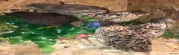 Quail poultry for sale: QUAIL EGGS/CHINESE PAINTED BUTTONS ! - Advert 26