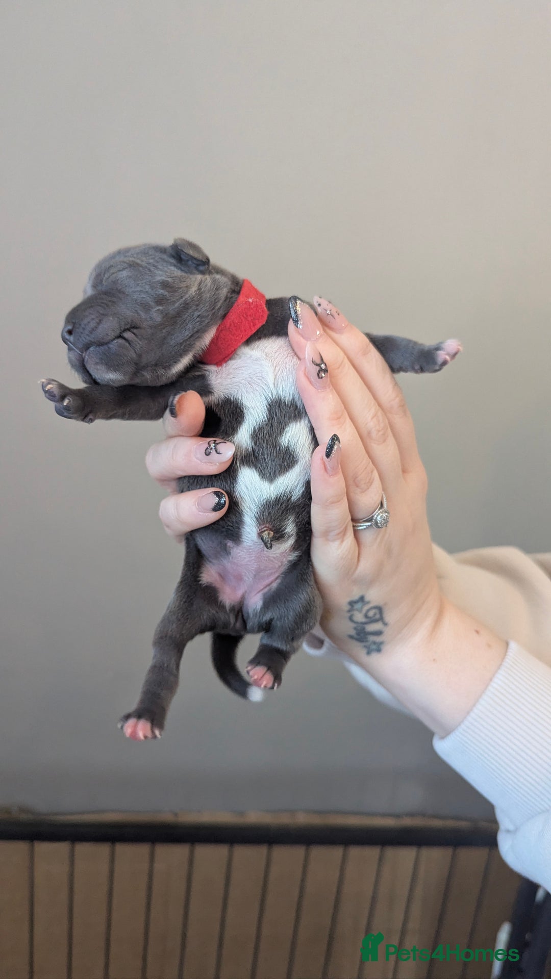 Staffordshire Bull Terrier dogs for sale: Beautiful KC reg Staffordshire bull terriers - Advert 26